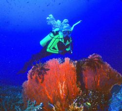Ingles Shoal, Walindi, Bismarck Sea, West New Britain, PN... by Rick Tegeler 
